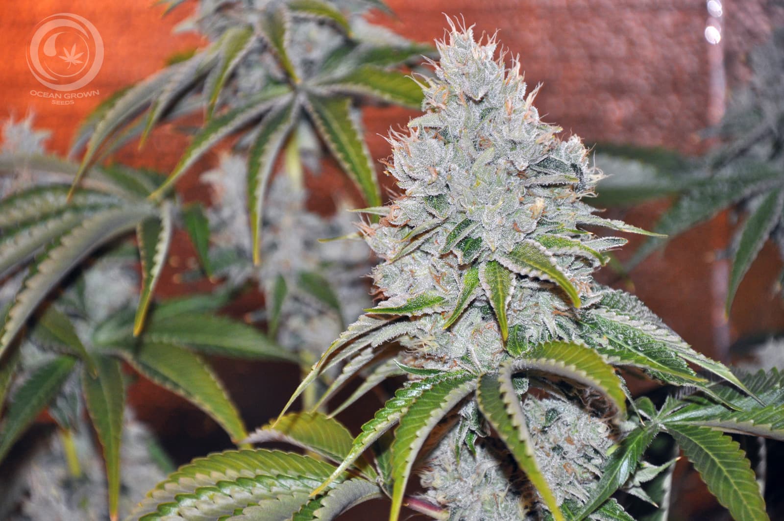VADER OG