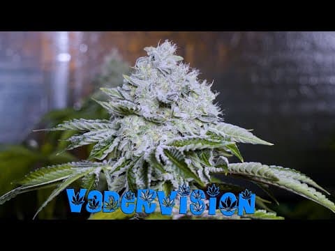 Flowering out Dreadnought OG, Jawa Pie and Jawa Juice!