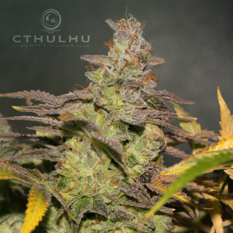 CTHULHU – Ocean Grown Seeds